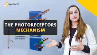 The Photoreceptors Mechanism  Physiology Video  Medical Education  VLearning™ [upl. by Betz669]