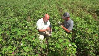 Part 2 Treating Verticillium Wilt in Cotton [upl. by Erlin]