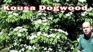 Kousa Dogwood  Cornus kousa  Small Flowering Tree White Flowers [upl. by Fredericka]