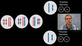 Chromosomal Inheritance [upl. by Lehplar]