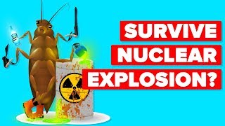 How Can A Cockroach Survive A Nuclear Explosion [upl. by Nostaw]