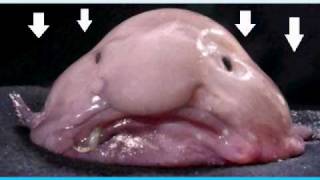 The blob fish [upl. by Anaujait]