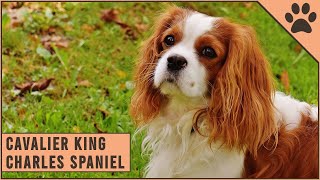 Cavalier King Charles Spaniel  Dog Breed Information [upl. by Glynda]