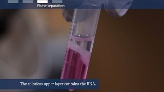 How to isolate RNA from tissue or cells [upl. by Lotsirhc]