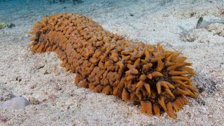 Facts The Sea Cucumber [upl. by Haidej]