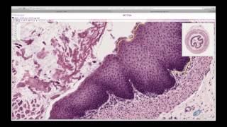 Histology Helper  Epithelium Histology [upl. by Entruoc]