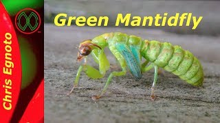 Half Praying Mantis Half Lacewing All Mantidfly [upl. by Lattimer]