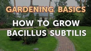 How to Grow Bacillus Subtilis [upl. by Norris]