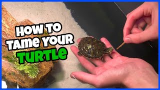 How To Tame Your Pet TURTLE [upl. by Arahs]