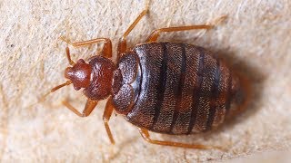 How To Get Rid of Bed Bugs [upl. by Lenna]