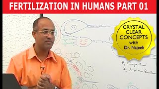 Fertilization in Humans  Conception  Embryology  18 [upl. by Esserac688]