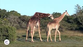 Giraffe Behavior and Social Structure [upl. by Weslee990]