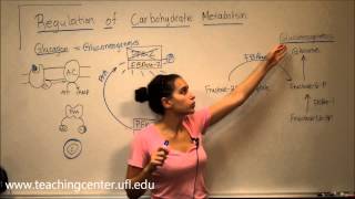 Regulation of Carbohydrate Metabolism [upl. by Niuqauj506]