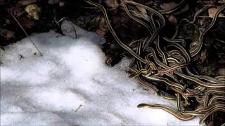 Snakes in Snow [upl. by Peggy]