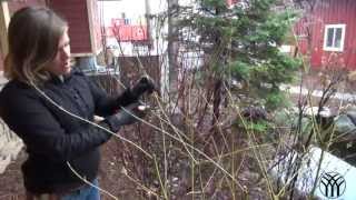 How To Prune a Dogwood Shrub [upl. by Nylhtiak465]