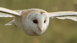 Graceful Barn Owl Hunting in the Daytime  BBC Earth [upl. by Seleta]