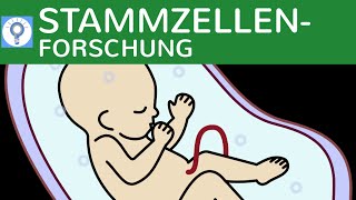 Stammzellenforschung  Totipotente amp Pluripotente Stammzellen amp Embryonenschutzgesetz [upl. by Nohsar]