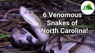 The Six Venomous Snakes of North Carolina How To Identify A Venomous Snake [upl. by Ailerua]