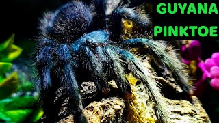 Guyana Pinktoe Tarantula Avicularia avicularia Care amp Husbandry [upl. by Earaj591]