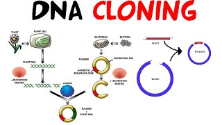 DNA cloning [upl. by Shanda]