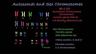 Reading Karyotypes [upl. by Enilamme355]