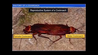 CBSE Class 11 Biology  Anatomy of a Cockroach  By Shiksha House [upl. by Ttoile869]