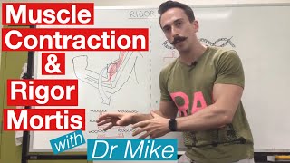 Rigor Mortis and Muscle Contraction  Muscular System [upl. by Alim664]