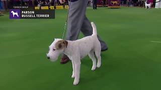 Parson Russell Terriers  Breed Judging 2019 [upl. by Fifine]