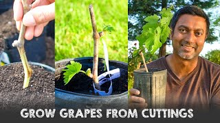 Easiest Way to Grow Grape Vines from Cuttings [upl. by Chris]