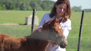 Treatment and Control of Foal Diarrhea Part 3 of 3 [upl. by Ahsito]