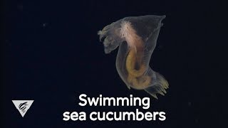 Weird and Wonderful Swimming sea cucumbers [upl. by Ynnavoj]