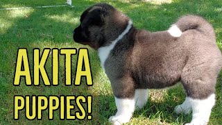 Akita Puppies  The Akita Life [upl. by Aneela]