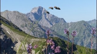 Kleinwalsertal Wanderung Fiderepasshuette [upl. by Aninahs]