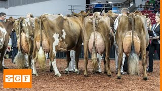 Top 8 Dairy Cattle Breeds İn the World [upl. by Krongold]