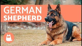 All about the German Shepherd  History care amp training [upl. by Mahala]