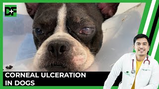 Corneal Ulcerations in Dogs Signs Treatment and Management [upl. by Barcot]