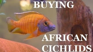 GUIDE TO BUYING AFRICAN CICHLIDS Part 1 Presented by KGTropicals [upl. by Vida]