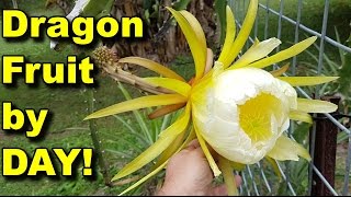 Dragon Fruit Daytime Flower Plus Growing Tips Howto Pitaya [upl. by Web]