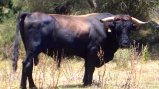 Beef cattle breeds [upl. by Kelula482]