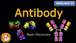 Detailed Antibody Structure FLImmuno35 [upl. by Leonore998]