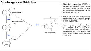 Dimethyltryptamine DMT  Biosynthesis Mechanism amp Metabolism [upl. by Chan]