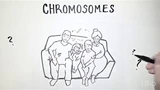 What are chromosomes [upl. by Dehsar]