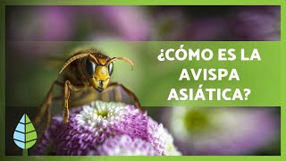 La AVISPA ASIÁTICA 🐝 ¡Características nido y PICADURA ⚠️ [upl. by Nawuq]