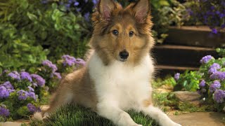 Sheltie Dog  Top 10 Shetland Sheepdog Facts [upl. by Okuy]