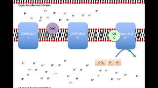 Cadena respiratoria y fosforilación oxidativa [upl. by Nitsid]