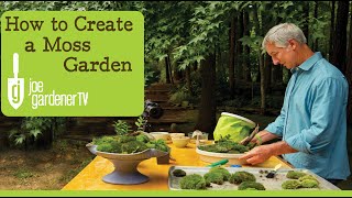 How to Create a Moss Garden [upl. by Tamberg]