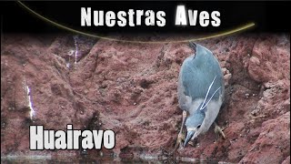 HUAIRAVO  Serie Nuestras Aves [upl. by Blondelle539]