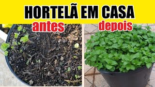 Como cultivar HORTELÃƒ em casa e deixar BEM CHEIA FAÃ‡A HOJE MESMO [upl. by Killarney]