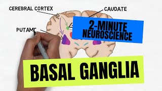 2Minute Neuroscience Basal Ganglia [upl. by Guarino249]