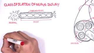 Neurology  Nerve Damage and Regeneration [upl. by Geer]